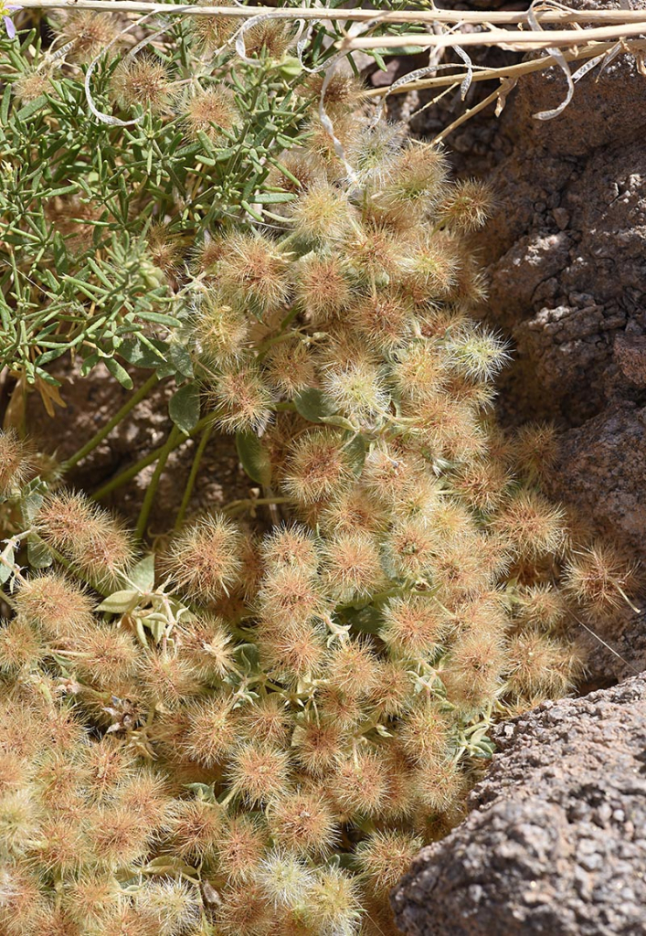 השביט האתיופי- צילום אורי פרגמן-ספיר