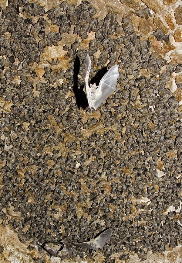 התגודדות עטלפי פירות על תקרת מערה- צילום אייל ברטוב