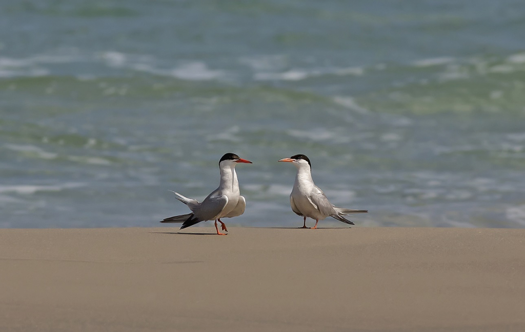 ככה זה כשיש שניים - עדי אשכנזי
