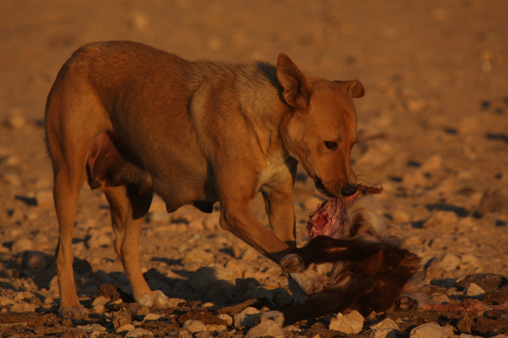 כלבה משוטטת הניזונה מפגר- צילום אוהד יהלומי