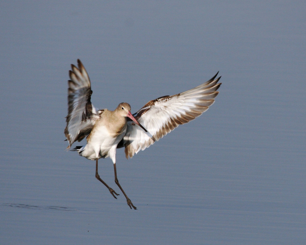 לימוזה מצויה- צילום דותן רותם