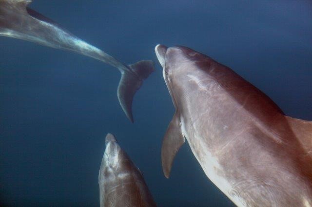 מפגש עם להקת דולפינים בלב ים- צילום אורי פרו