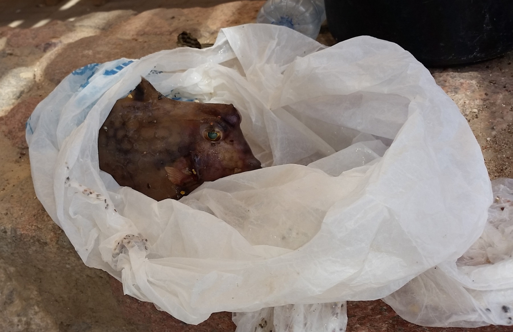 מפרץ אילת- דג שיריונן שנלכד בתוך שקית ומת- צילום זיו נדר