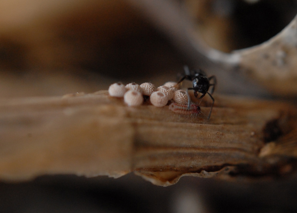 נמלה מהסוג לבובית לצד ביצים וזחל של הפרפר כחליל הגליל צילום גיא פאר