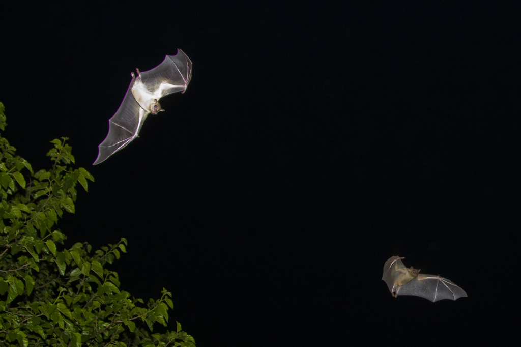 עטלף פרי מצוי מועיל למטעים על ידי אכילת פירות בשלים המושכים מזיקים- צילום אייל ברטוב