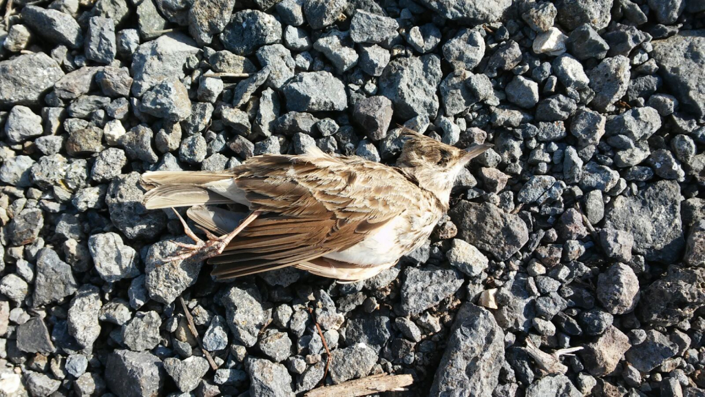 עפרוני מצויץ שנפגע מטורבינה- צילום מרים פרוינד