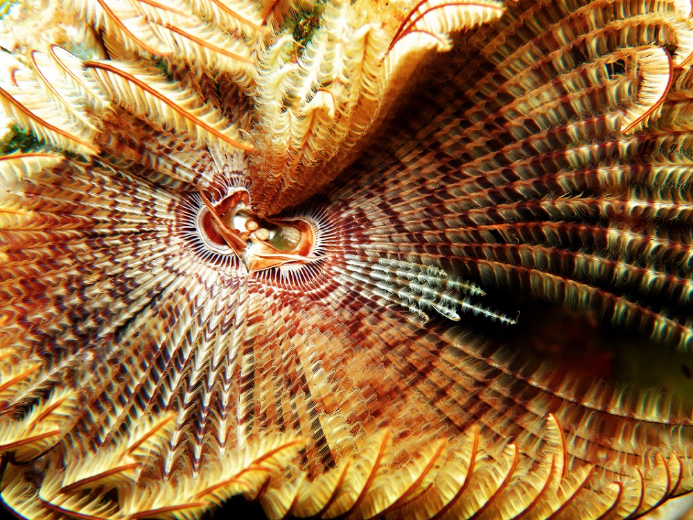 פה גדול- עמרי יוסף עומסי