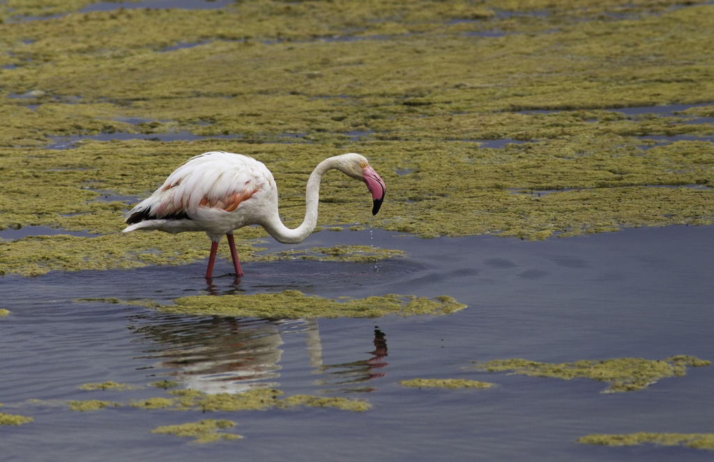 פלמינגו בברכות מלח בדרום הערבה- צילום דורון ניסים