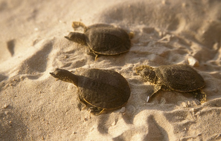 פרטים צעירים של צב רך- צילום אייל ברטוב