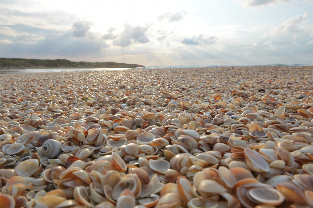 צדפים - רן פרץ