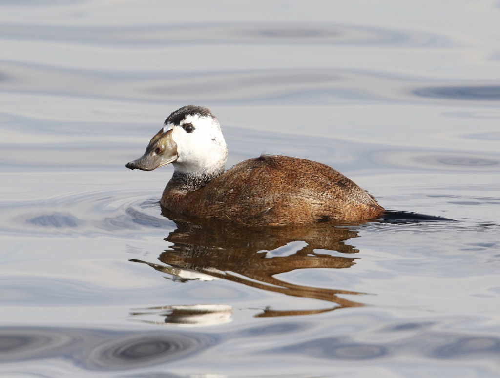 צחראש לבן - ברווז בסכנת הכחדה עולמית- צילום עזרא חדד