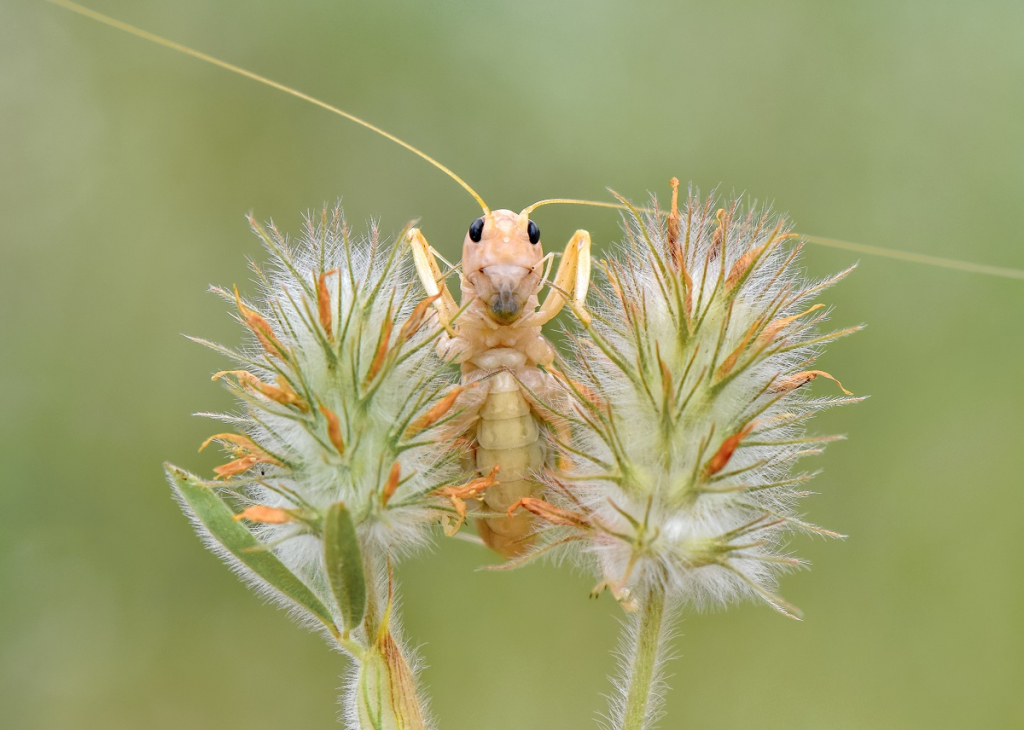צרגול - אורן אהרוני