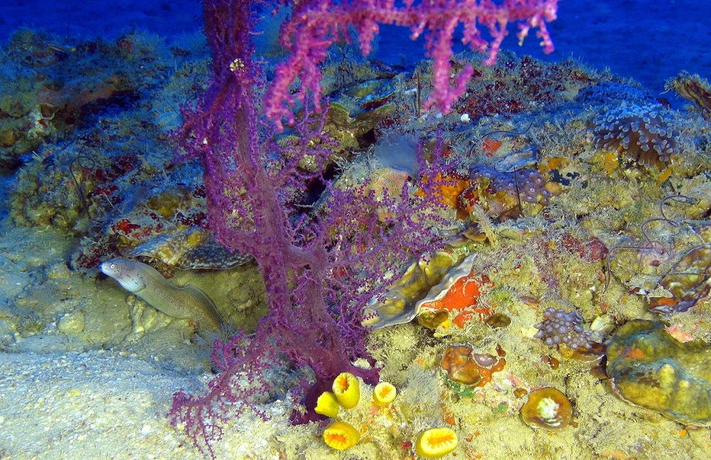 שונית- בית לצלופח