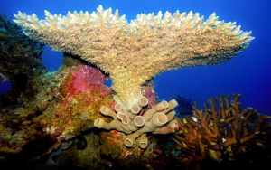 שונית האלמוגים באילת- צילום עמרי יוסף עומסי