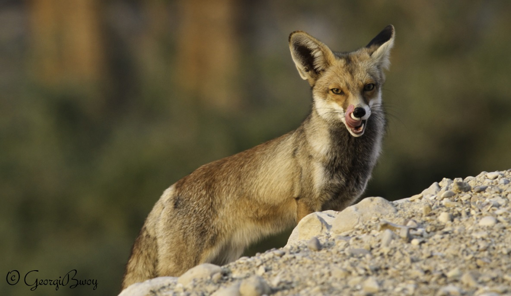 שועל מצוי- צילום ג’ורג’י נורקין