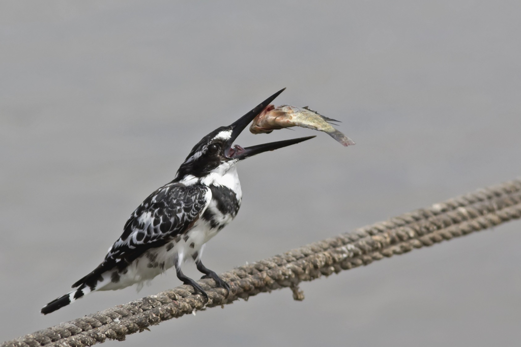 שלדג פרפור עקוד וטרף - צילום עדי אשכנזי