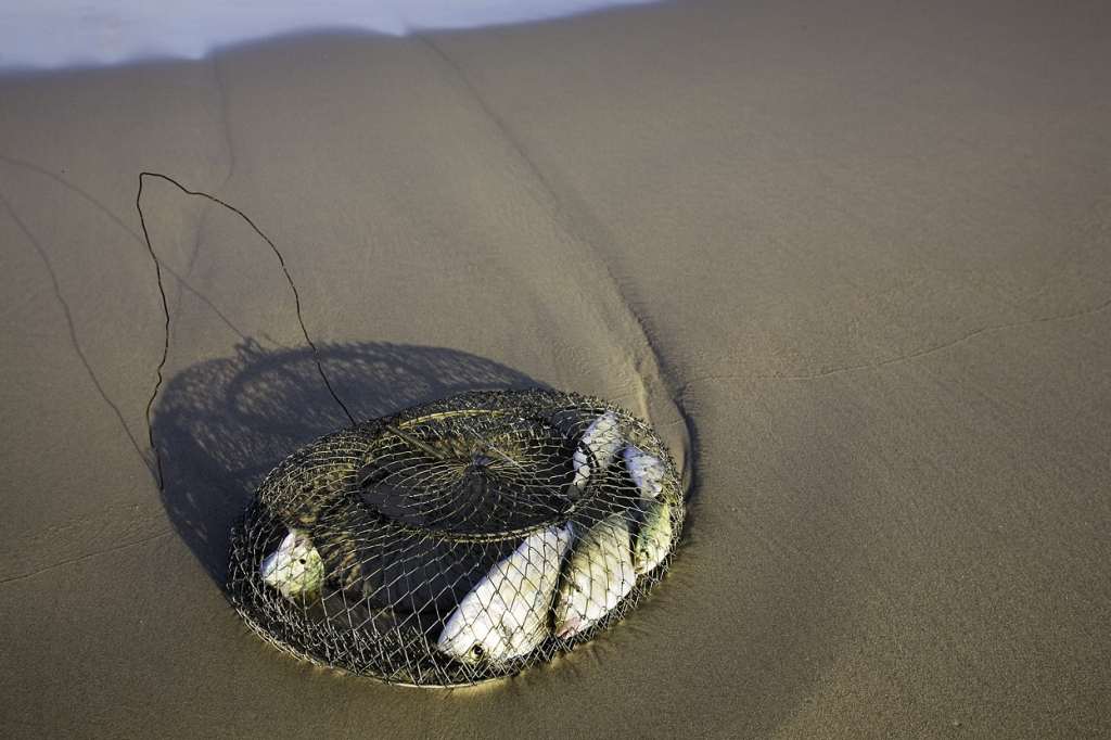שלל דיג מהים התיכון- צילום דורון ניסים