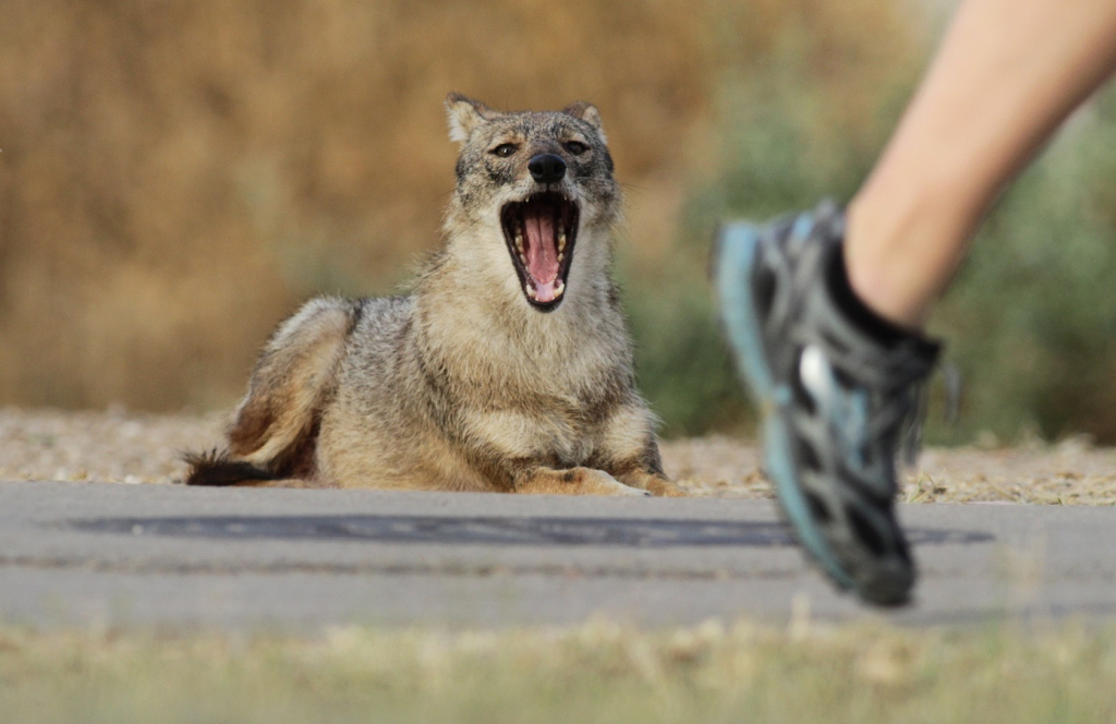 תן בפארק עירוני- צילום עירית דרוב