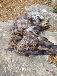 פגר של עיטם. צילום גיא זהרוני רשות הטבע והגנים