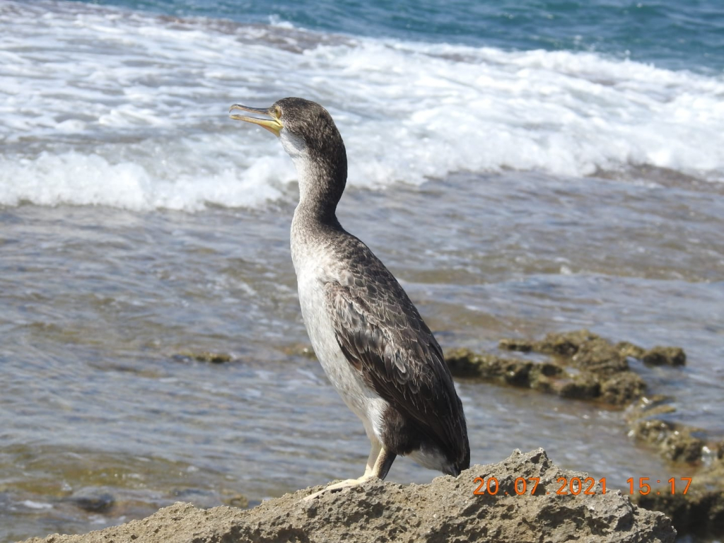 קורמורן ימי-שי קבסה רשות הטבע והגנים