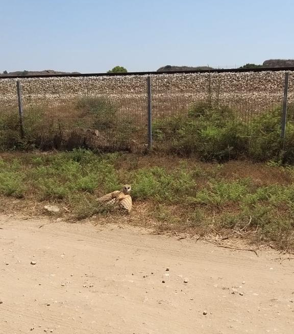 הצלת תנשמת. צילם עופר בר - חי