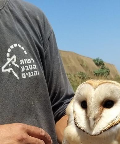 תנשמת. צילם עופר בר - חי