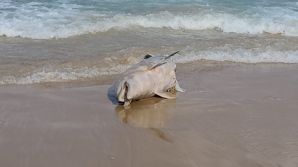 דולפינן מצוי-אורן חן