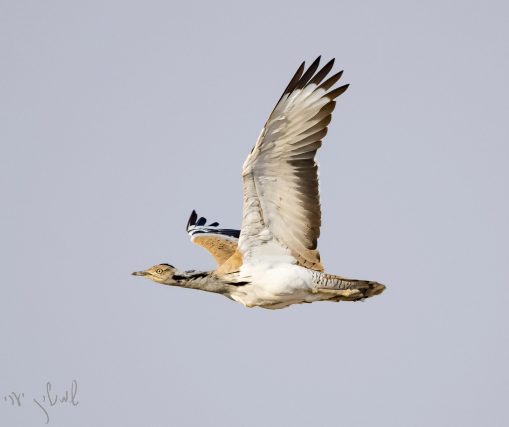 חוברה- צילם שמוליק יערי