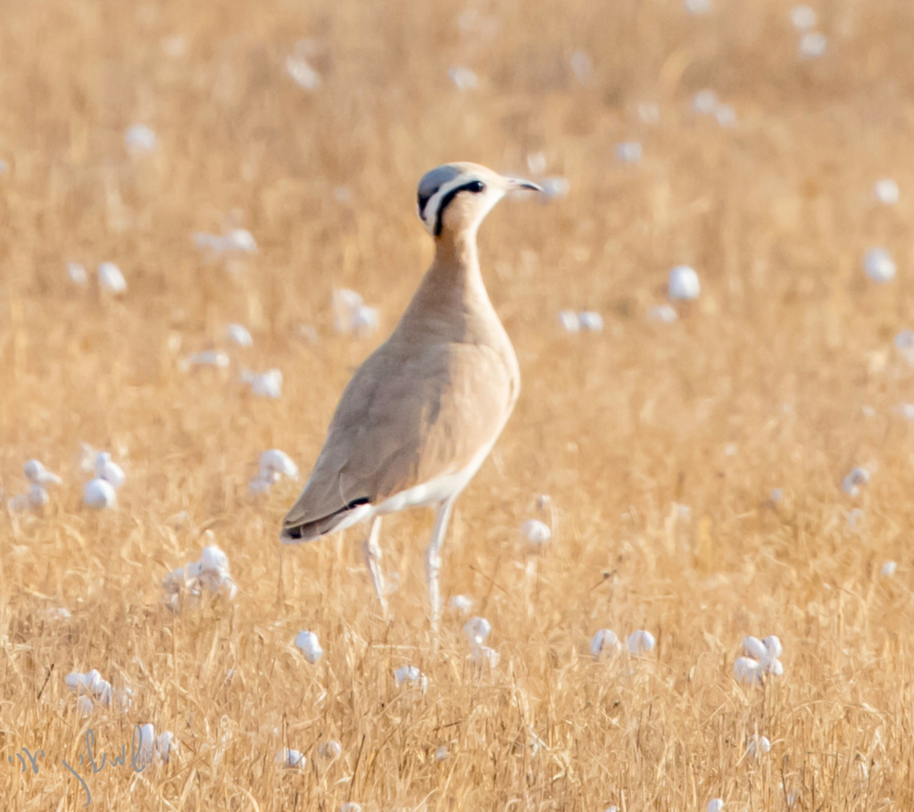חוברה-שמוליק יערי