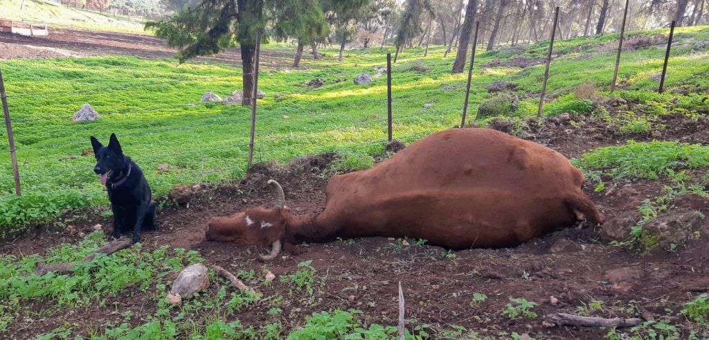 יחידת הכלבנים - הרעלה - צילום רם פרוביזור רשות הטבע והגנים (14)