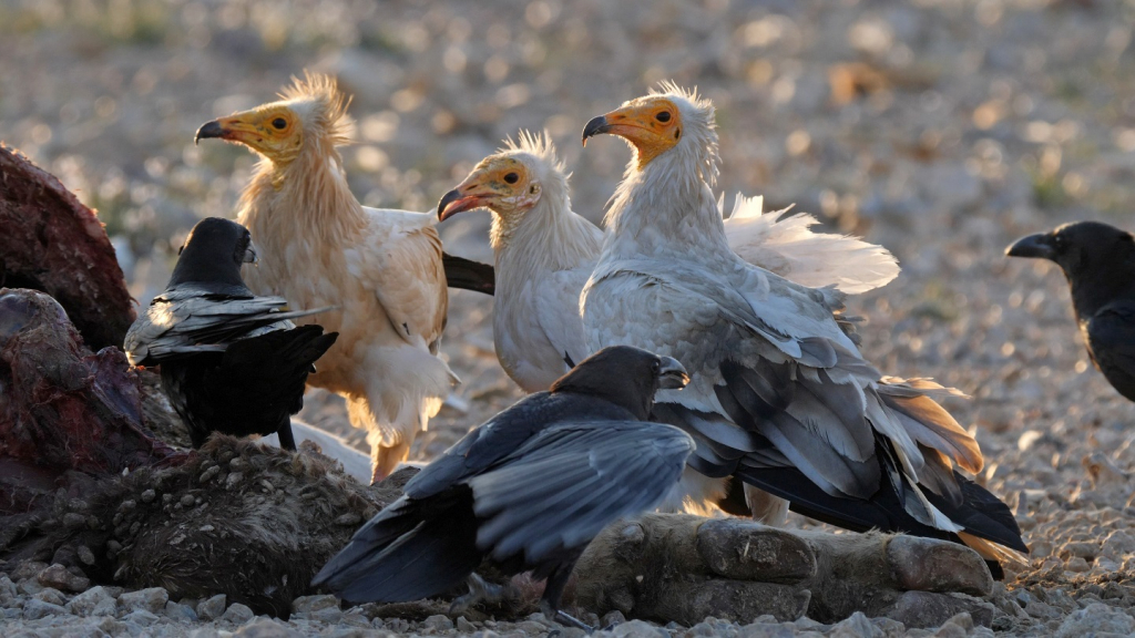 סעודה רבת משתתפים - שלושה רחמים מחכים לתורם בסעודה ומסביבם עורבים שחורים וחומי עורף. צילום יובל דקס