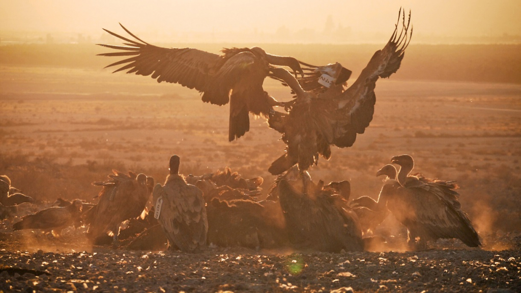 קטטה בחדר האוכל - נשרים המתקבצים סביב המזון מתקוטטים על הזכות להיות במרכז המהומה. צילום יובל דקס