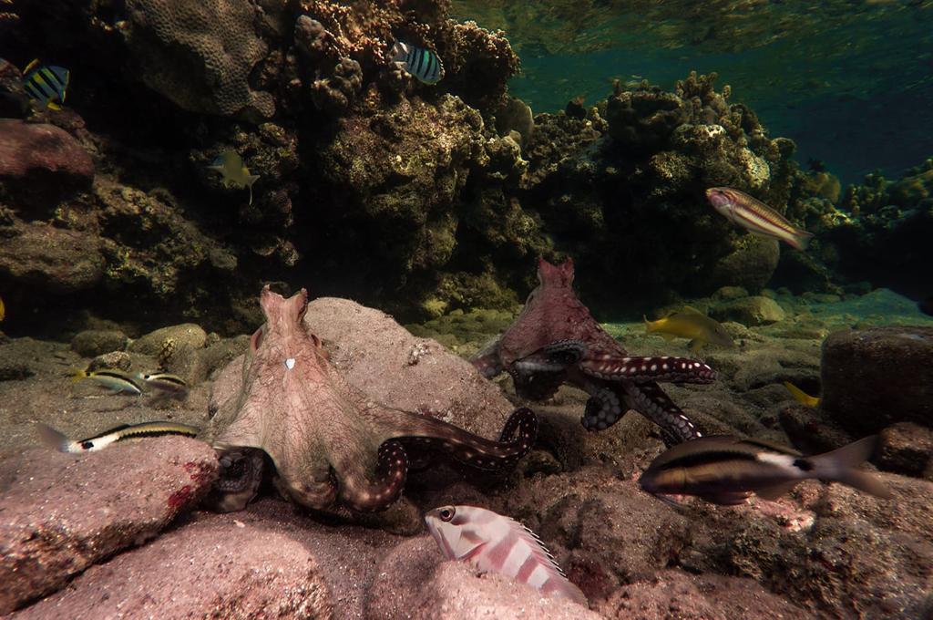 הזדווגות תמנונים - צילם עומרי יוסף עומסי