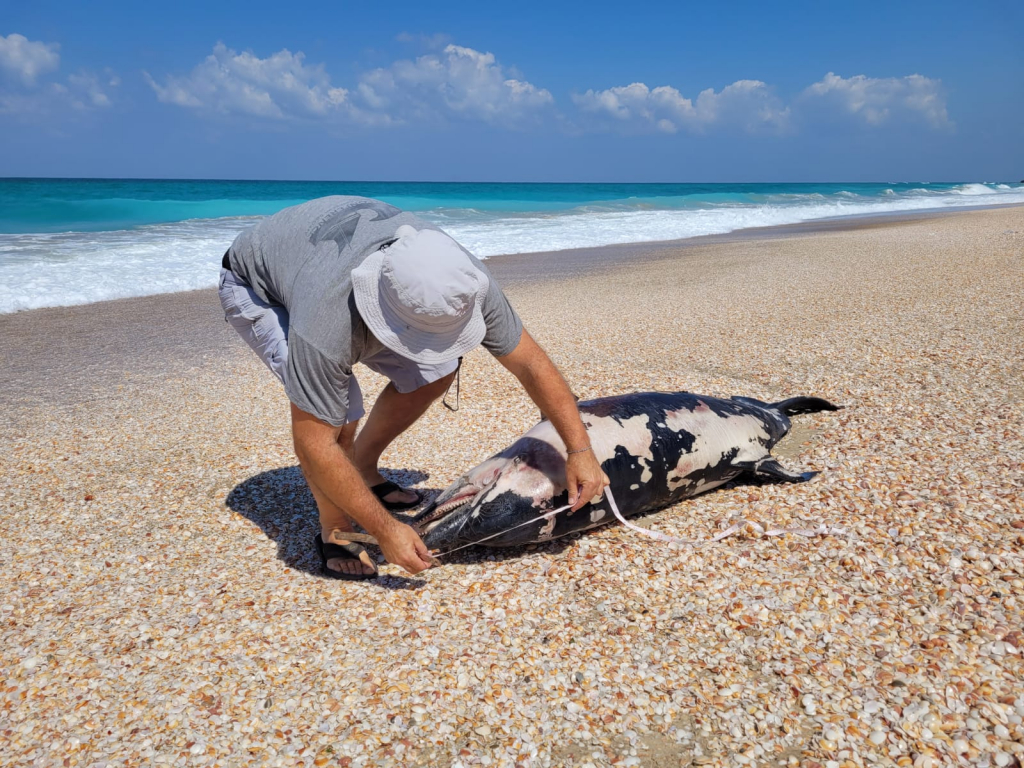 דולפינן מצוי נמצא מת - פקדו הובגן רשות הטבע והגנים