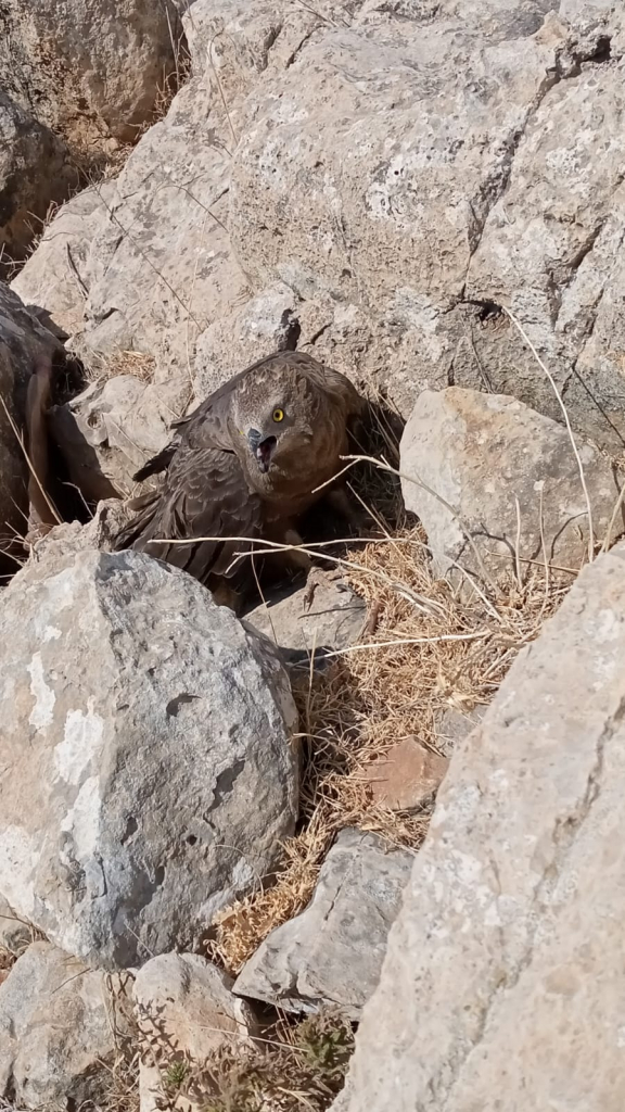 איית צרעים- מתן מוראד