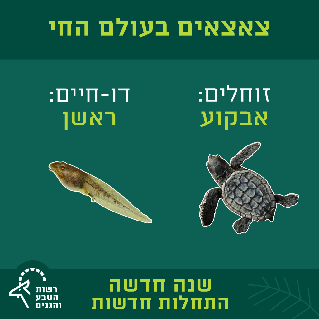 צאצאים בעולם החי - זוחלים