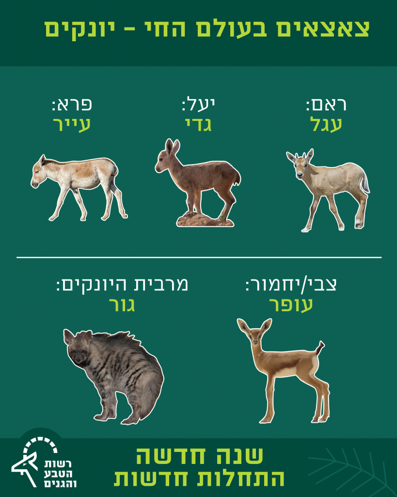 צאצאים בעולם החי - יונקים