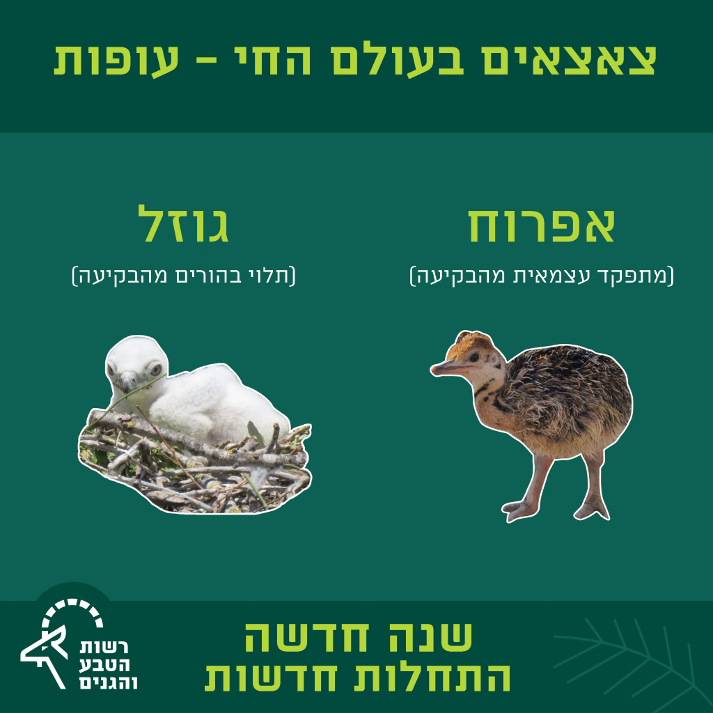 צאצאים בעולם החי - עופות