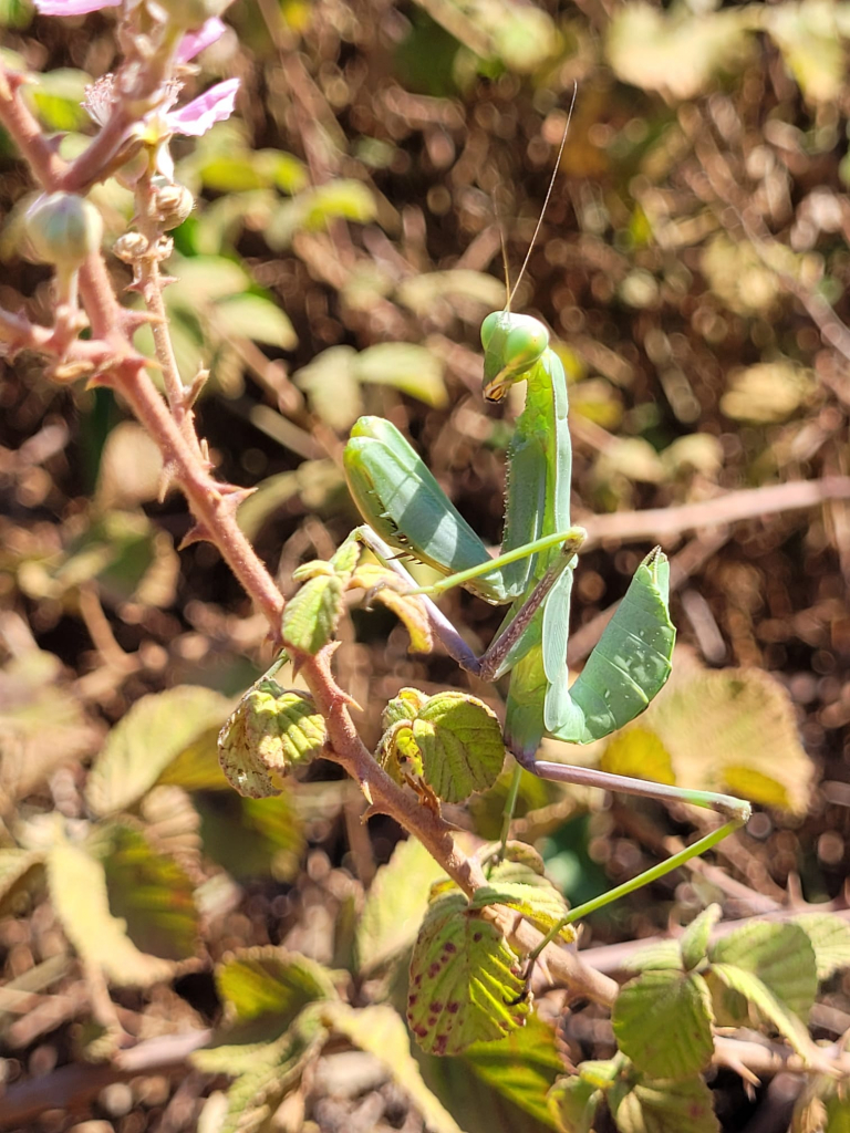נקבת גמל שלמה צעירה, צילום: דותן רותם, רשות הטבע והגנים