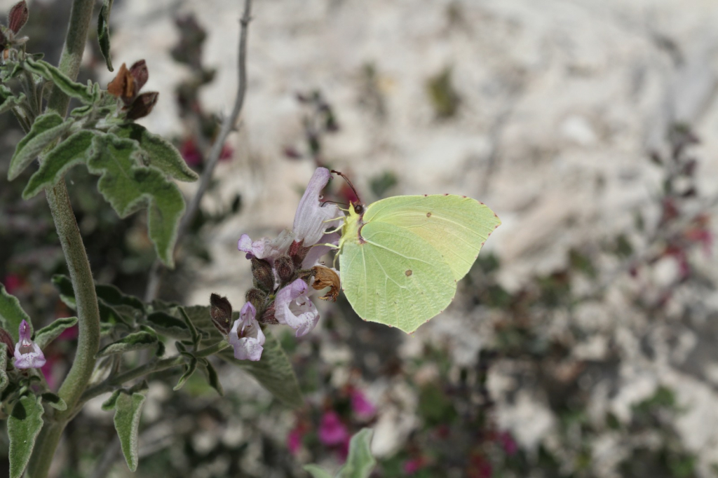 פרפרי לימונית האשחר, צילום: דותן רותם, רשות הטבע והגנים