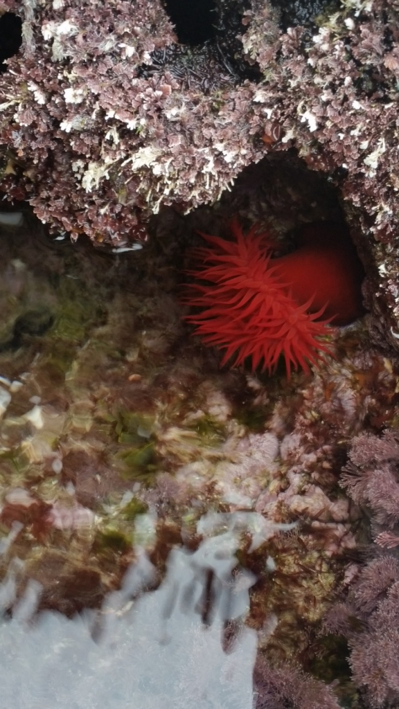 שושנת ים, צילום: דותן רותם, רשות הטבע והגנים