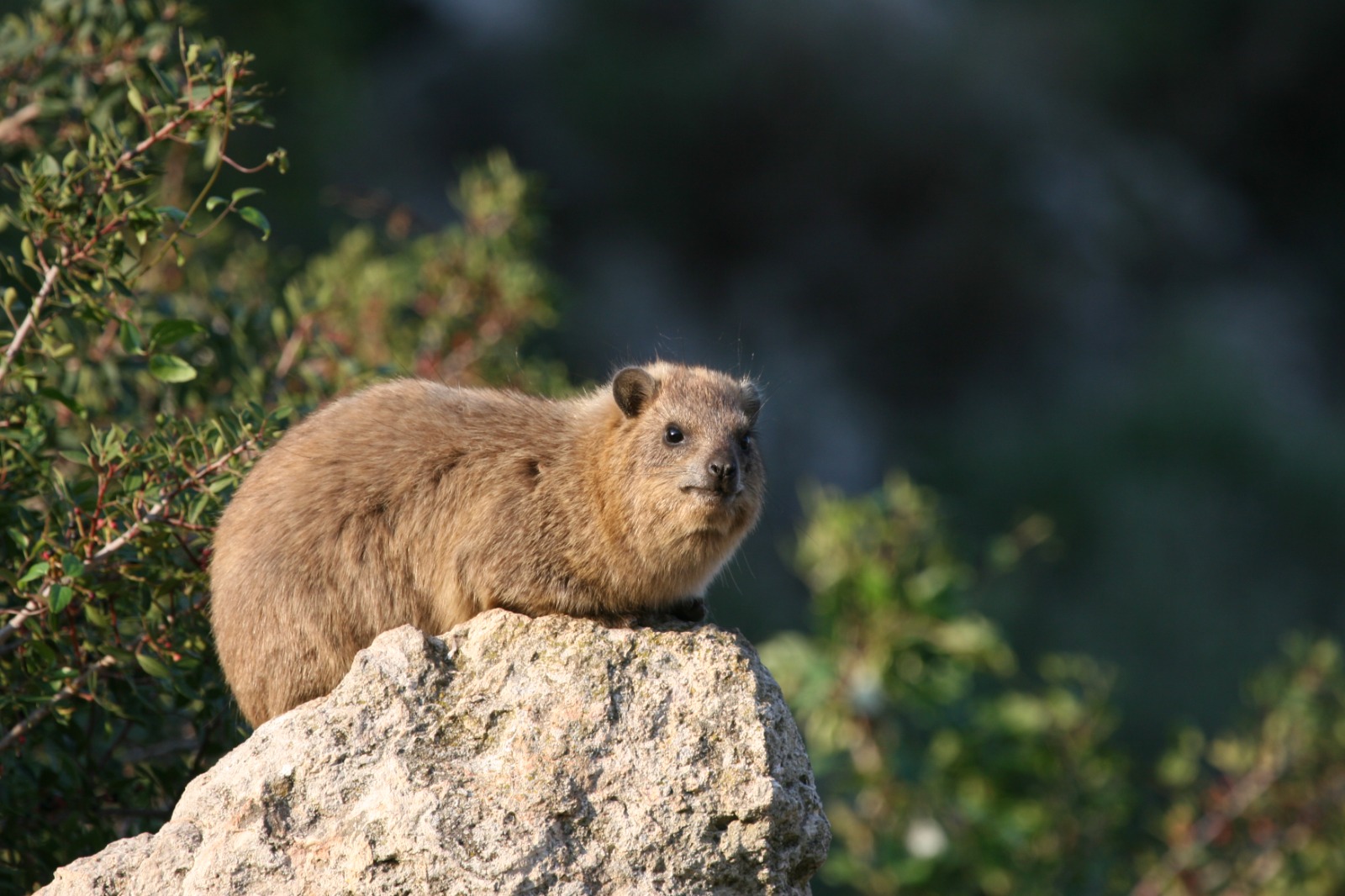 שפן סלע בנחל עמוד בין המצוקים, צילום: דותן רותם, רשות הטבע והגנים