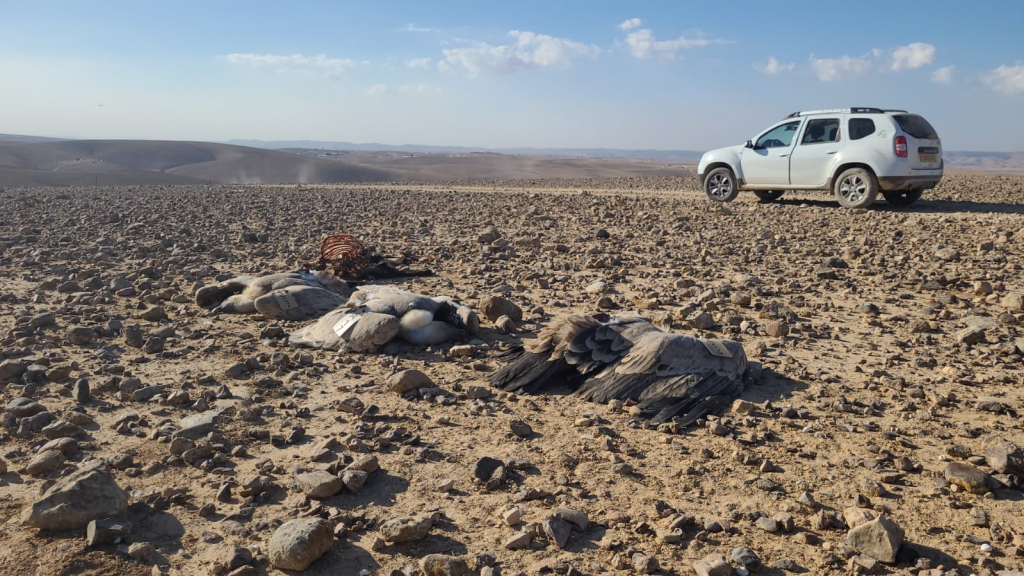 הרעלת נשרים בצפון - אייל בן גיאט רשות הטבע והגנים