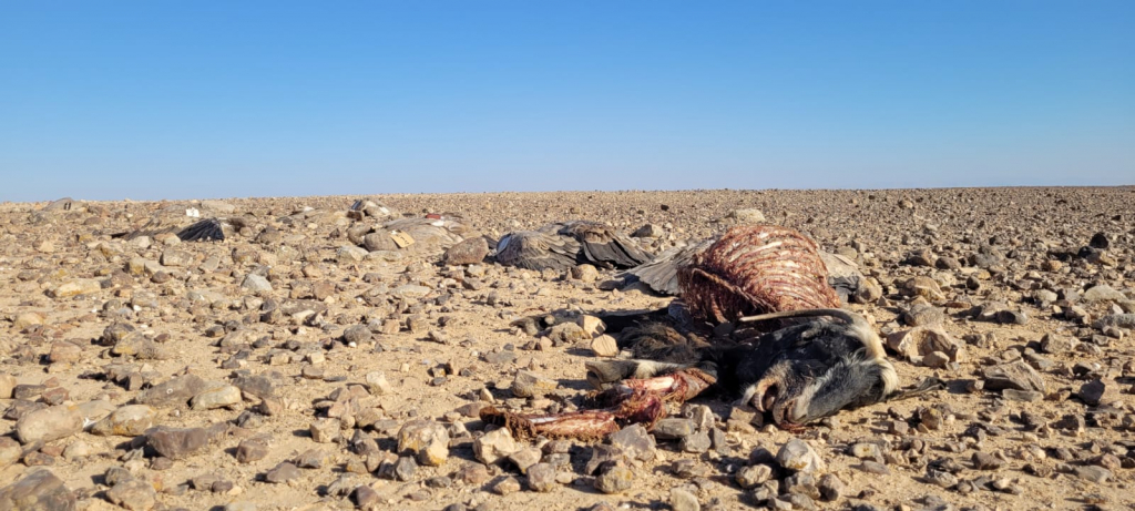 הרעלת נשרים בצפון - אייל בן גיאט רשות הטבע והגנים