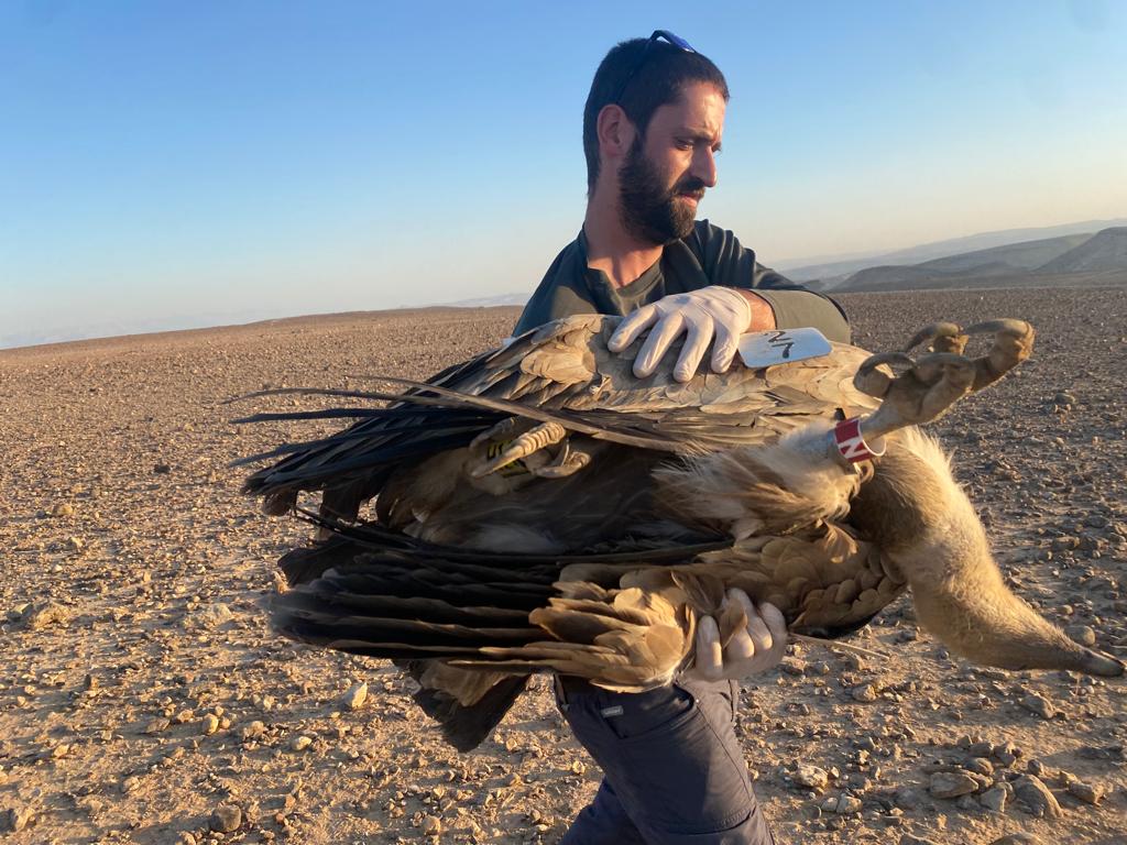פינוי הנשרים המורעלים - צילמה שלומית שביט