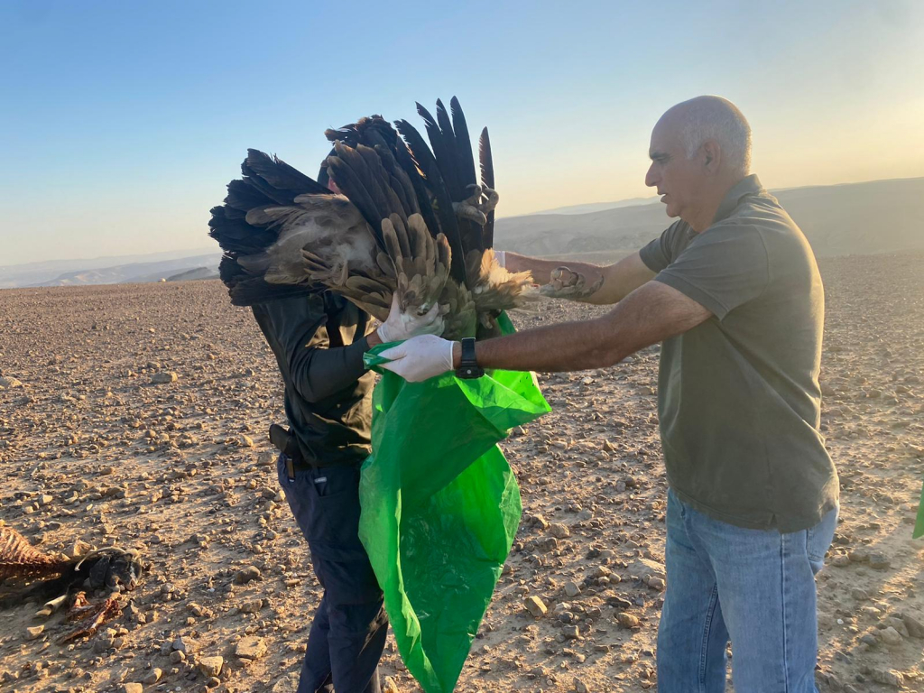 פינוי הנשרים המורעלים - שלומית שביט