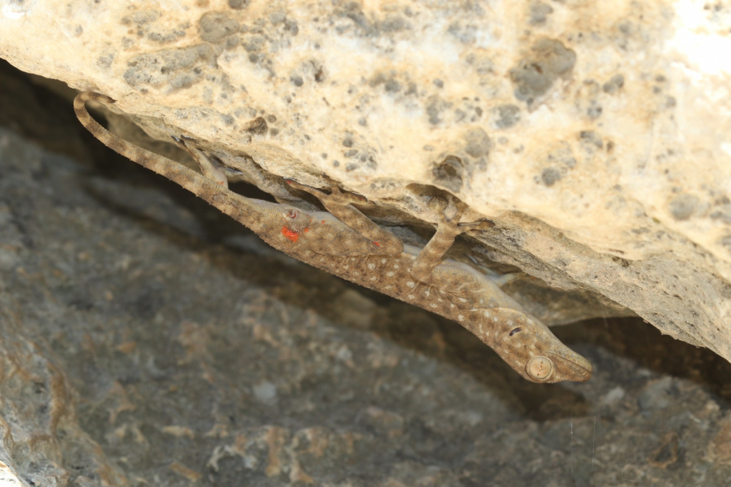 מניפנית מצויה צילום אביעד בר