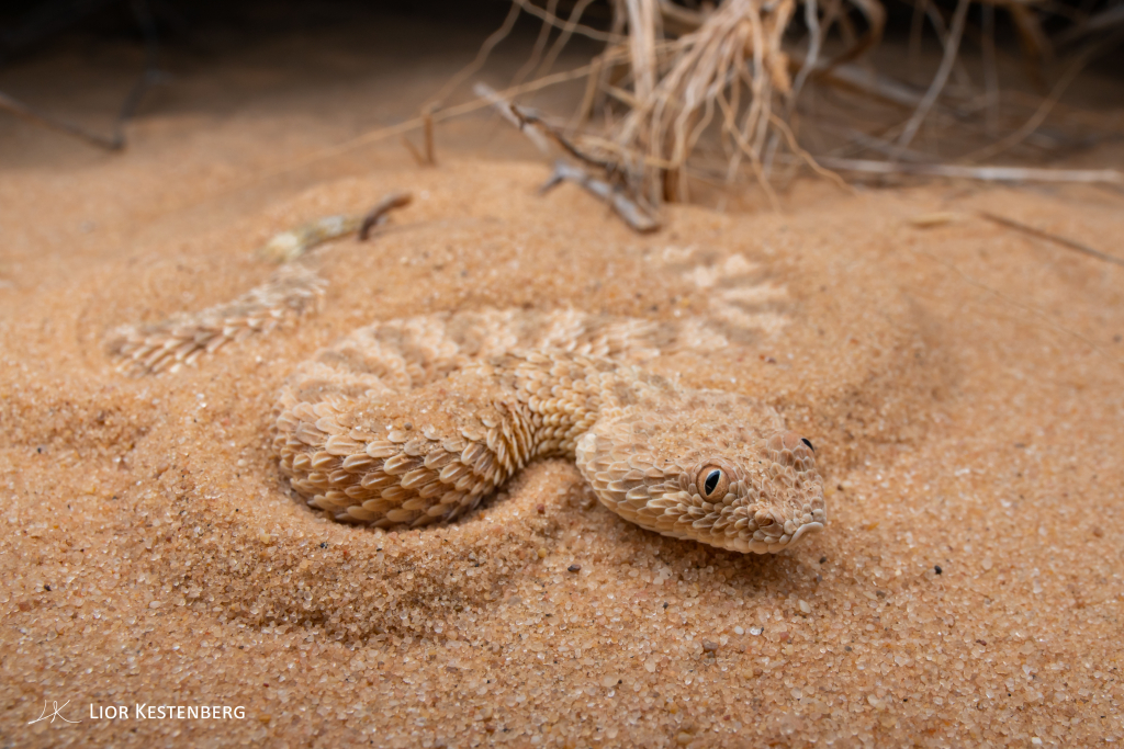 נחש ארסי עכן קטן - ליאור קסטנברג