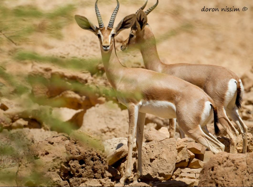 צבאי נגב - דורון ניסים
