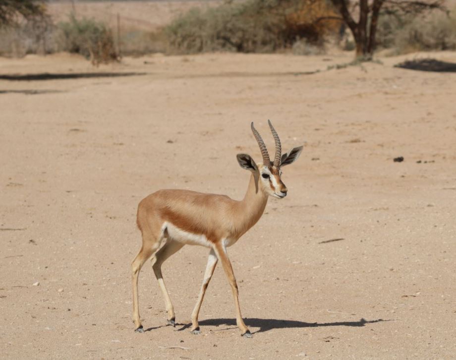 צבי נגב בחי בר יטבתה - יניב כהן